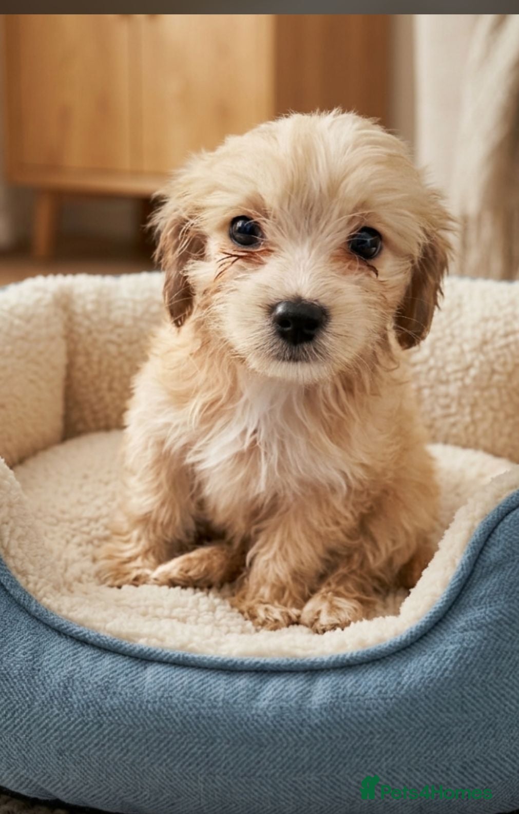 Maltese dogs 5 beautiful maltese puppies ready for new  - Advert 13