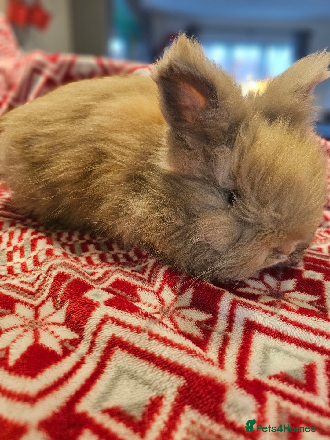 Angora rabbits for sale: Angora X - Advert 4