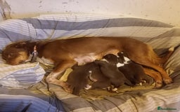 Border Collie dogs for sale: Border collie puppies  - Image 6