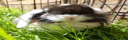 Mini Lop rabbits for sale: Gorgeous Mini Lops  - Advert 23