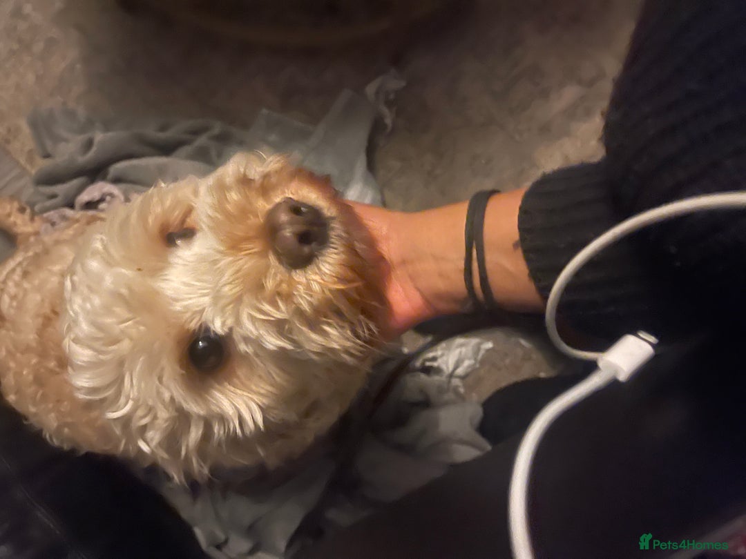 Mini Goldendoodle dogs for sale: Home Needed for Our Dogs a doodle and bully  - Image 7