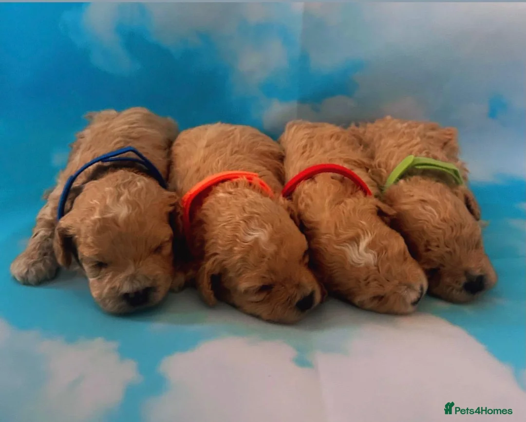 Maltipoo dogs for sale: ⭐️ Health Tested Stunning Maltipoos ⭐️ in Wolverhampton - Advert 2