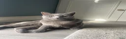 British Shorthair cats for sale: Two Beautiful Female Cats–British Shorthair  - Advert 5