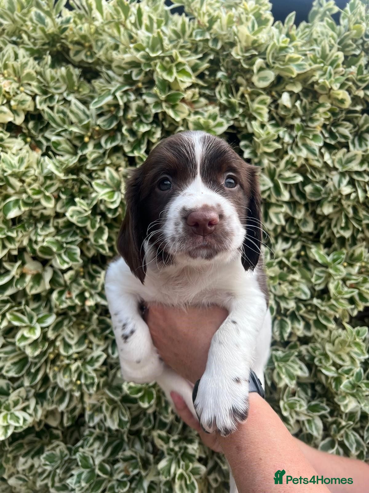 English Springer Spaniel dogs Championship Bred, Fully Health Tested Workers - Advert 1