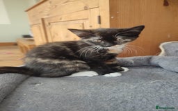 British Shorthair cats for sale: Adorable kittens  in Great Missenden - Image 29
