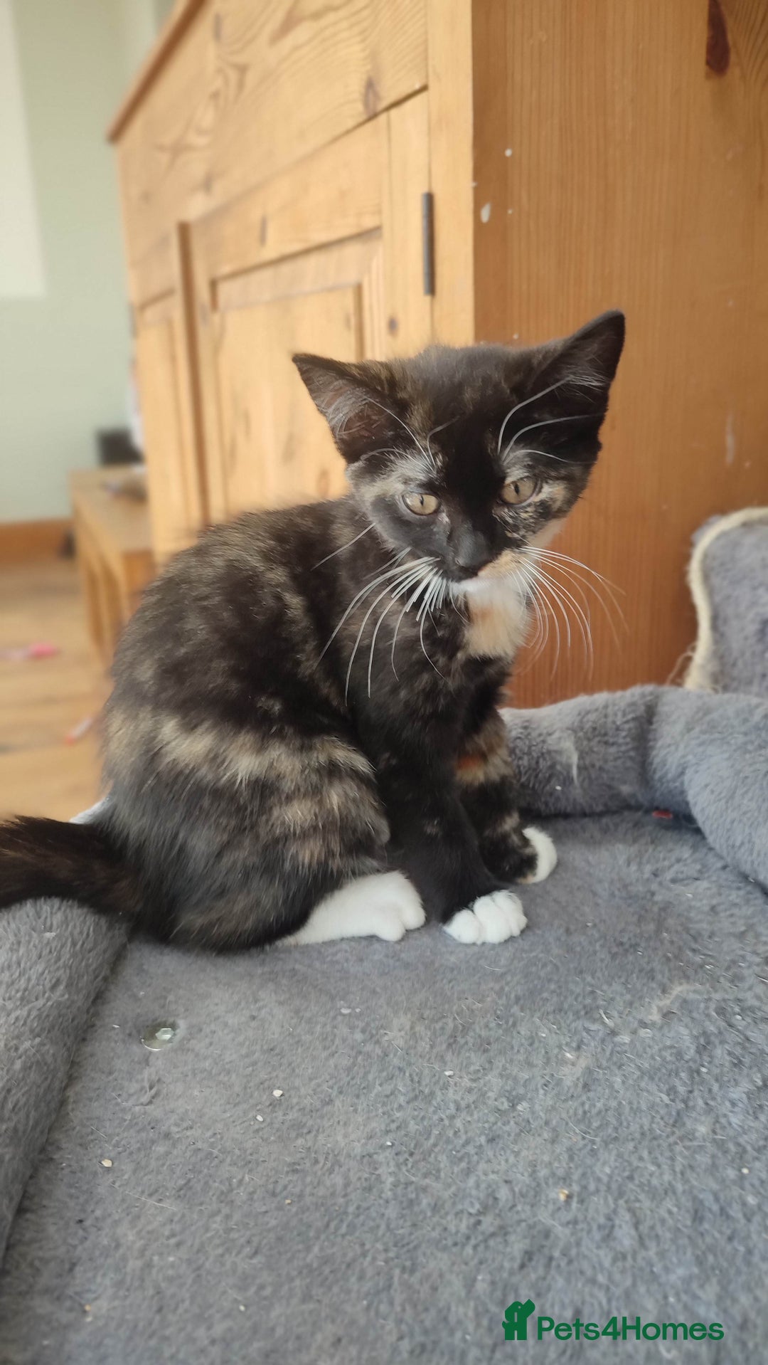 British Shorthair cats for sale: Adorable kittens  in Great Missenden - Image 29