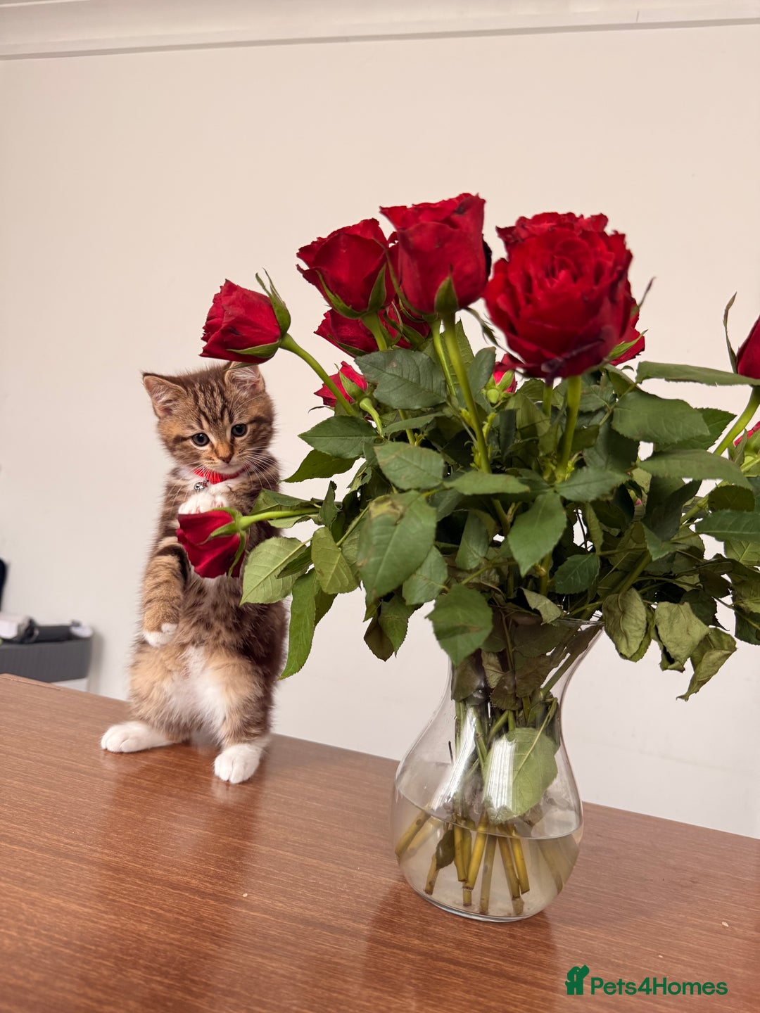 British Shorthair cats for sale: Beautiful British short Hair x Maine Coon mix  - Advert 7