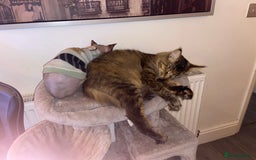 Sphynx cats for sale: Sphynx girl to a caring home - Advert 2