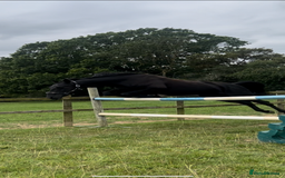 American Standardbred horses for sale: 15hh black mare  - Image 4