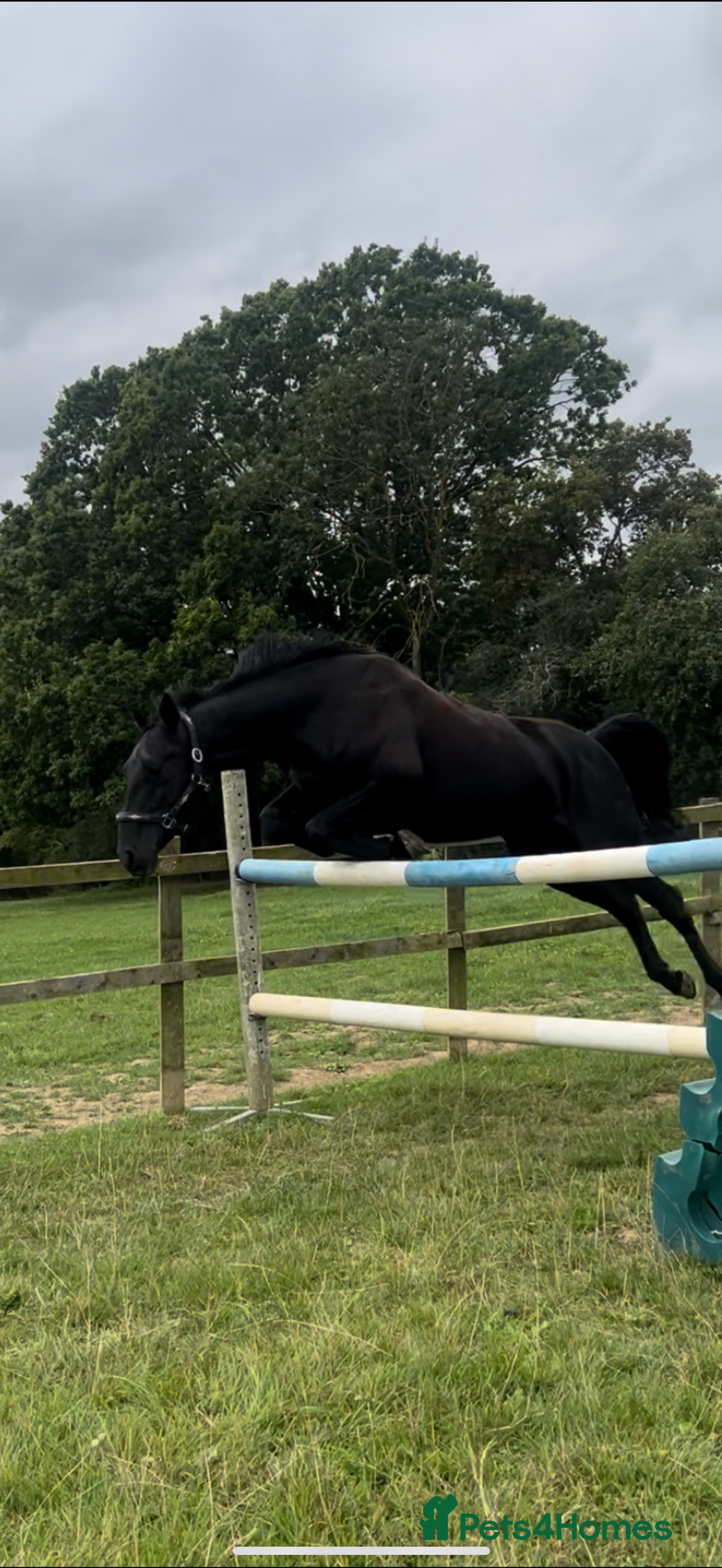 American Standardbred horses for sale: 15hh black mare  - Image 4