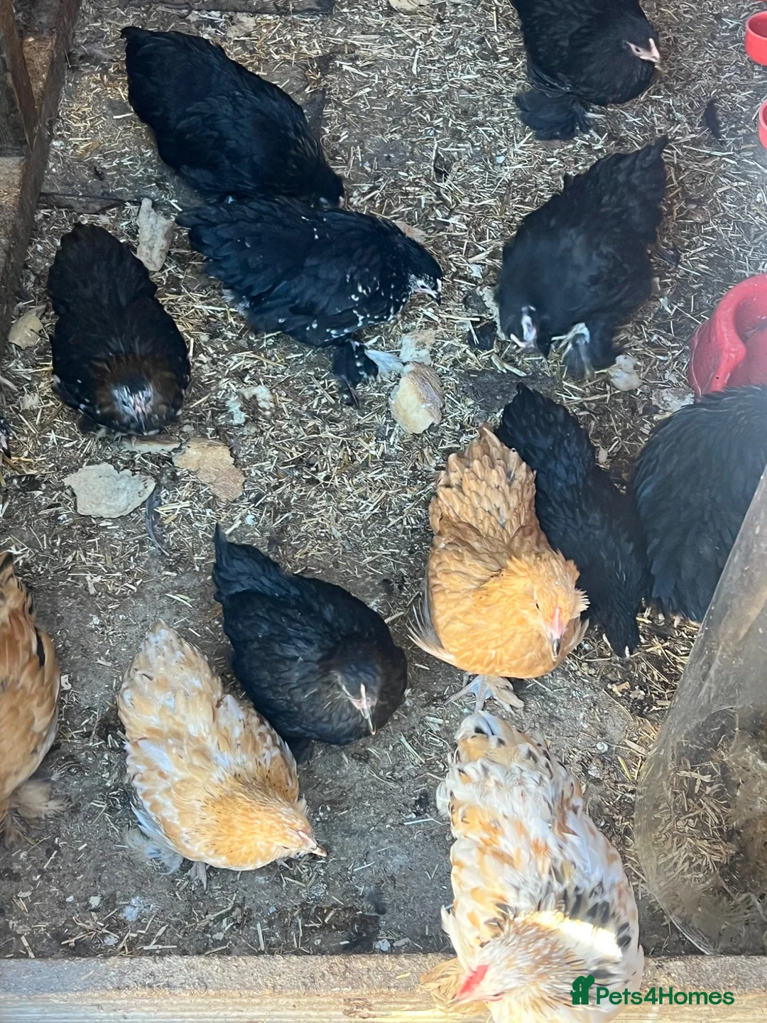 Chickens poultry for sale: Pekin mum and 15 chicks for sale  - Advert 5