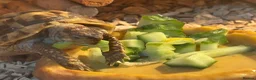 Hermann Tortoise reptiles for sale: Beautiful female Herman's tortoise  - Advert 2