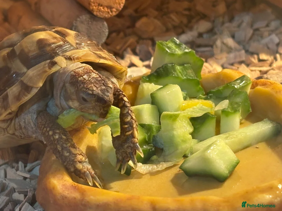 Hermann Tortoise reptiles for sale: Beautiful female Herman's tortoise  - Advert 2