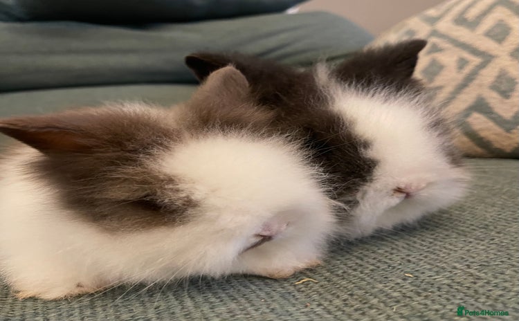 Lionhead rabbits - Advert 2