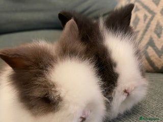 Lionhead rabbits - Advert 9