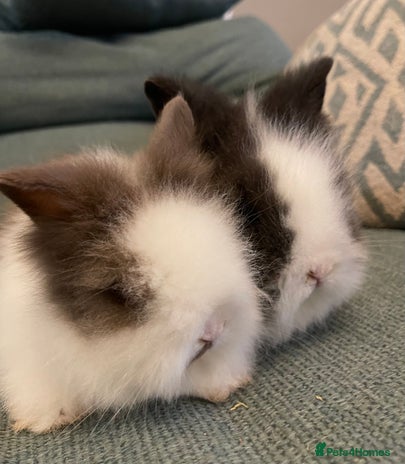 Lionhead rabbits - Advert 2