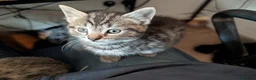 Mixed Breed cats for sale: Stunning Kittens Ready to Leave 30th September - Advert 7