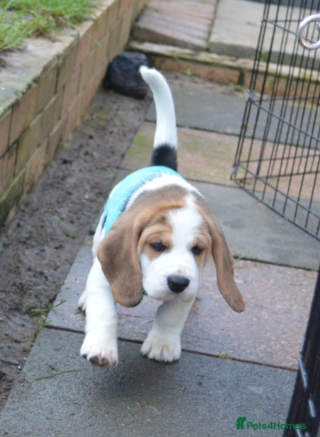 Beagle dogs for sale: CH Sired, Fully Health Tested, KC Reg, Beagle Pups - Advert 13