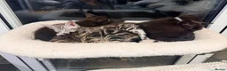 Maine Coon cats for sale: Adorable 7 Week Old Kittens – Ready Soon 🐾 - Advert 8