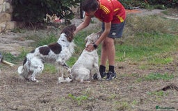 English Setter dogs for adoption: Vito  - Image 10