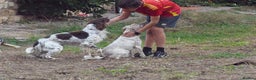 English Setter dogs for adoption: Vito  - Advert 10