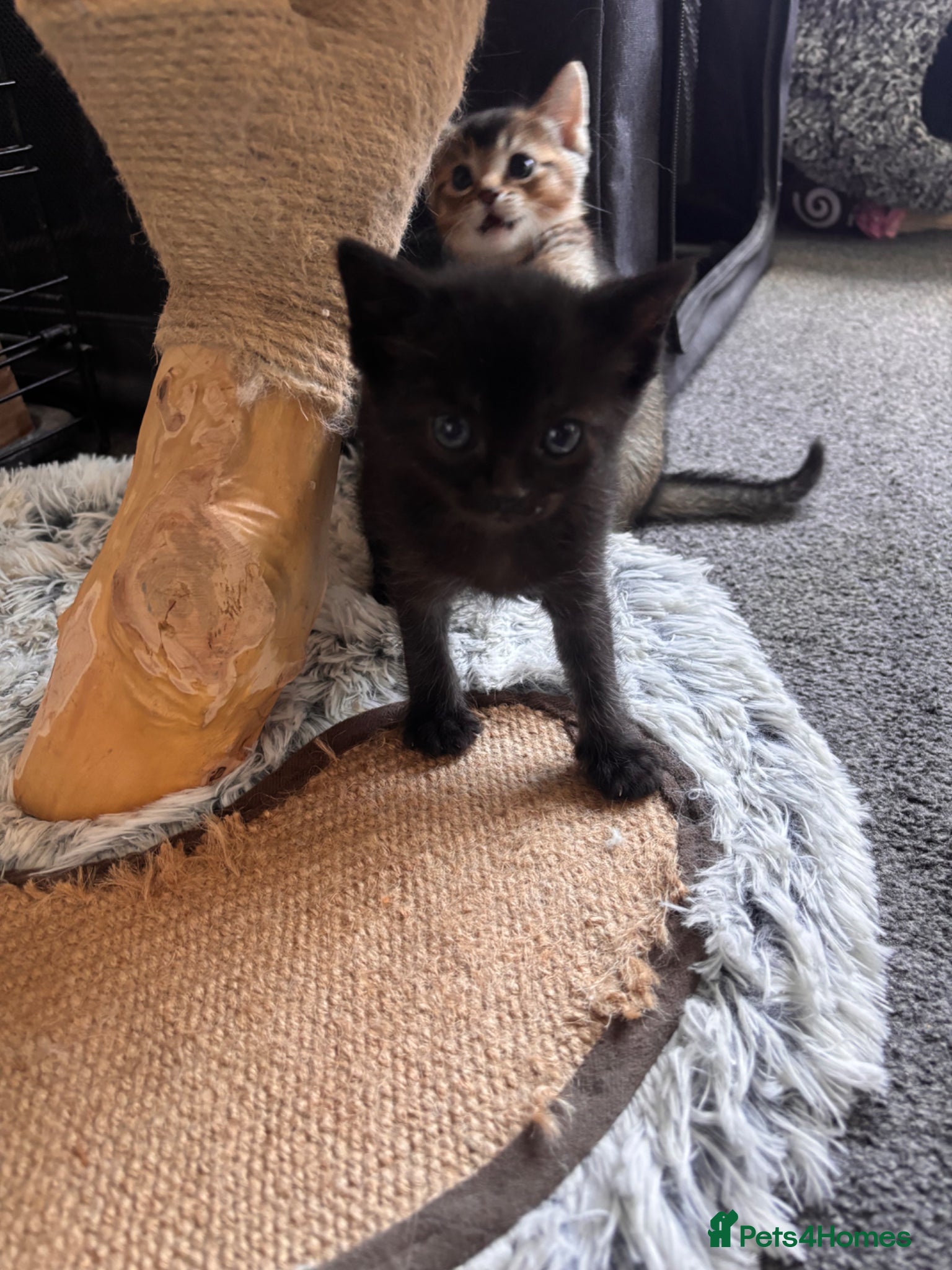 Mixed Breed cats for sale: Male kittens - Advert 21
