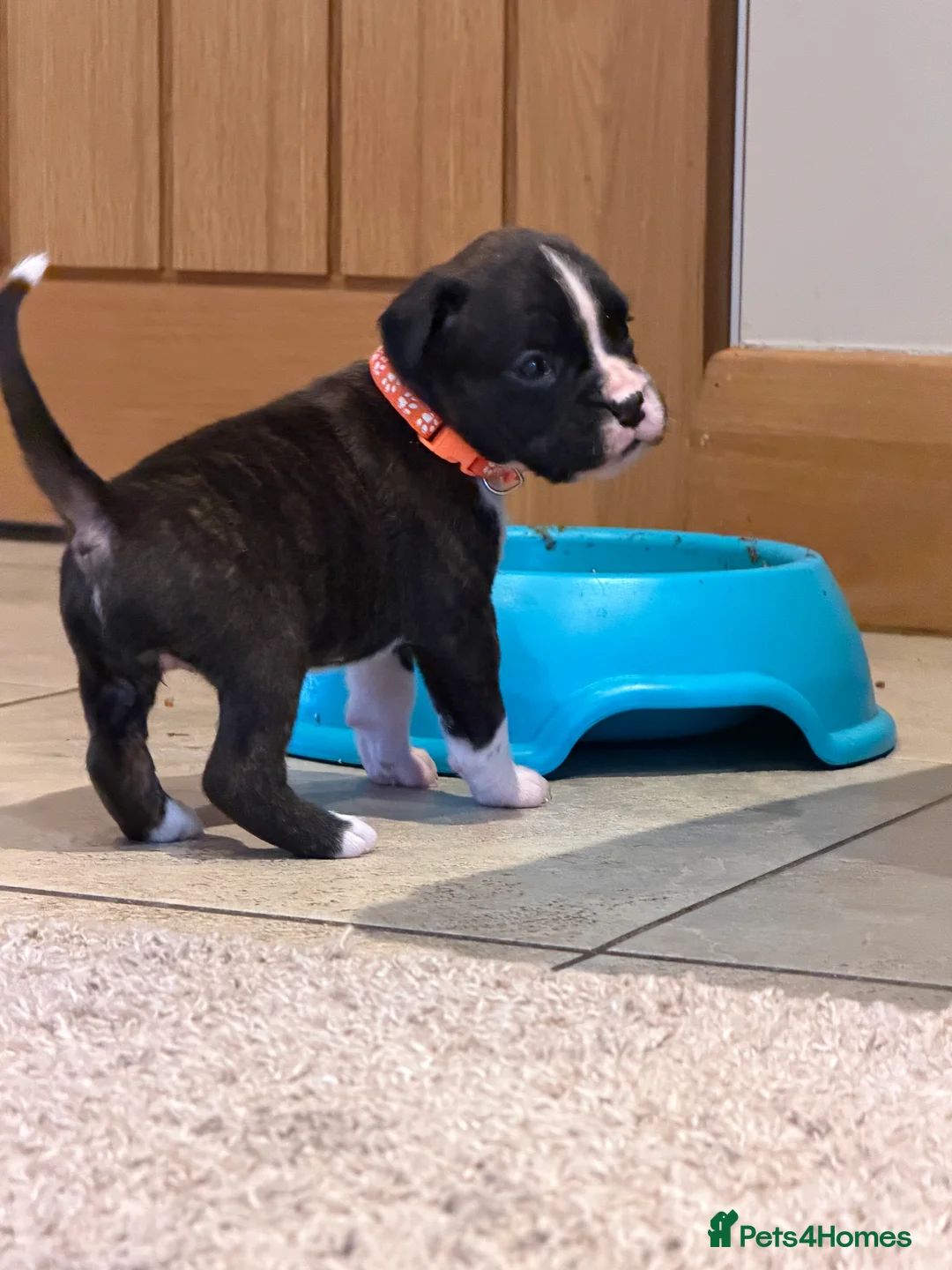 Boxer dogs for sale: Adorable litter of KC registered boxer puppies  - Advert 6