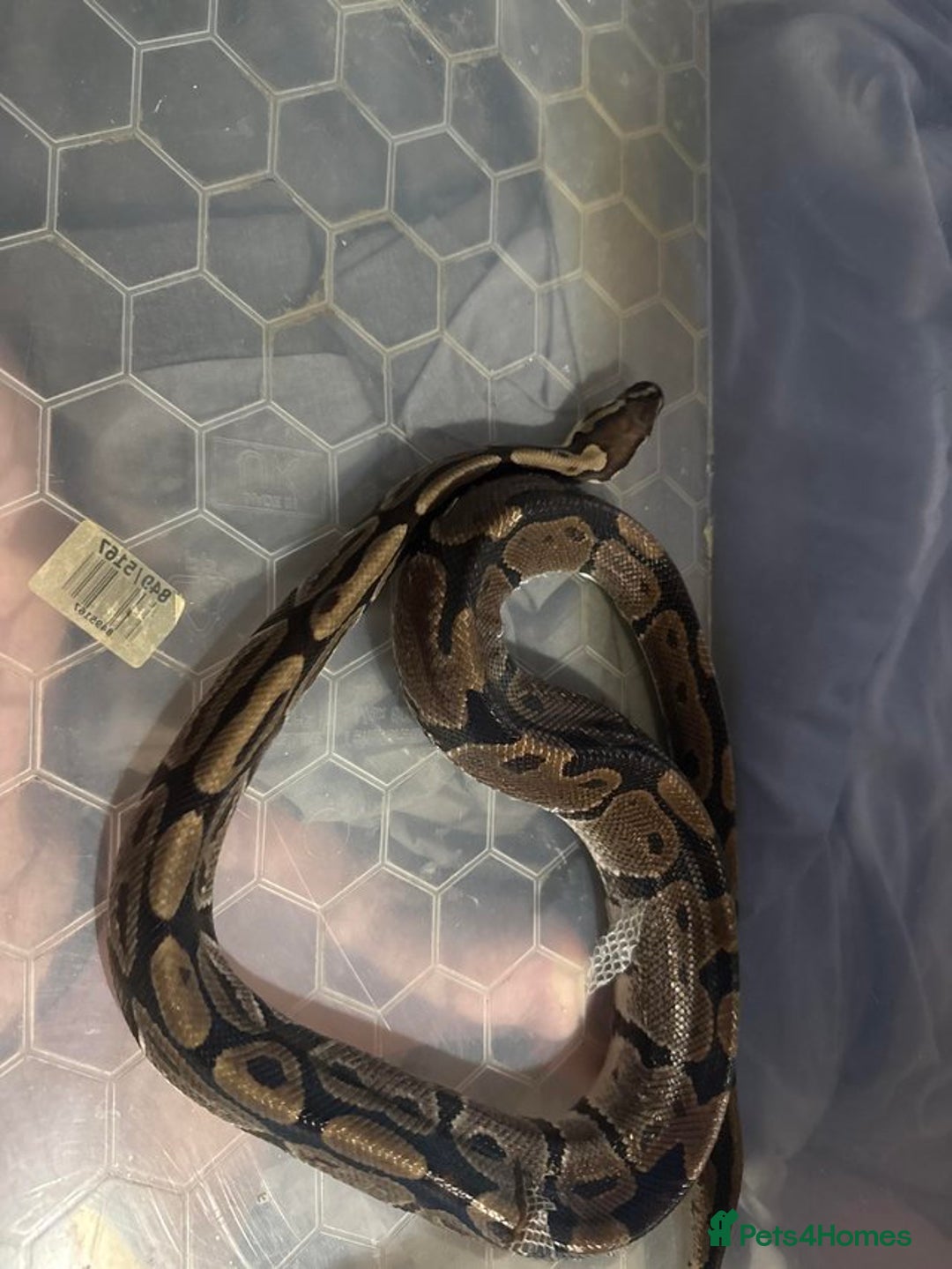 Python Snake reptiles for sale: 3 beautiful female pythons - Image 3