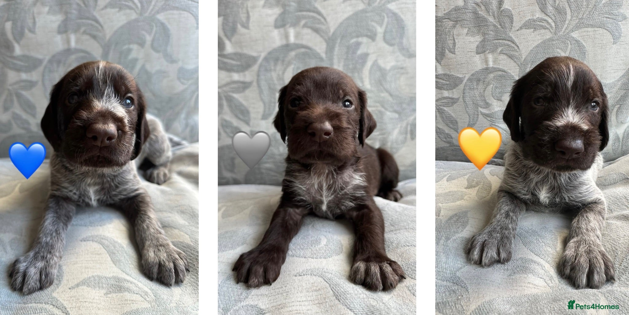 German Wirehaired Pointer dogs Kc reg german wirehaired pointer puppies for sale - Advert 4