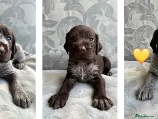 German Wirehaired Pointer dogs Kc reg german wirehaired pointer puppies for sale - Advert 4