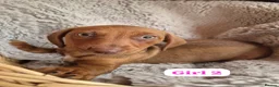 Jackshund dogs for sale: Jack Russell x Dachshund  - Advert 4