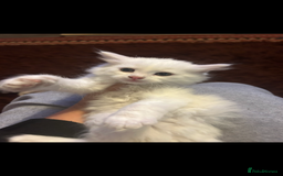 Turkish Angora cats for sale: Last Turkish angora girl - Image 4