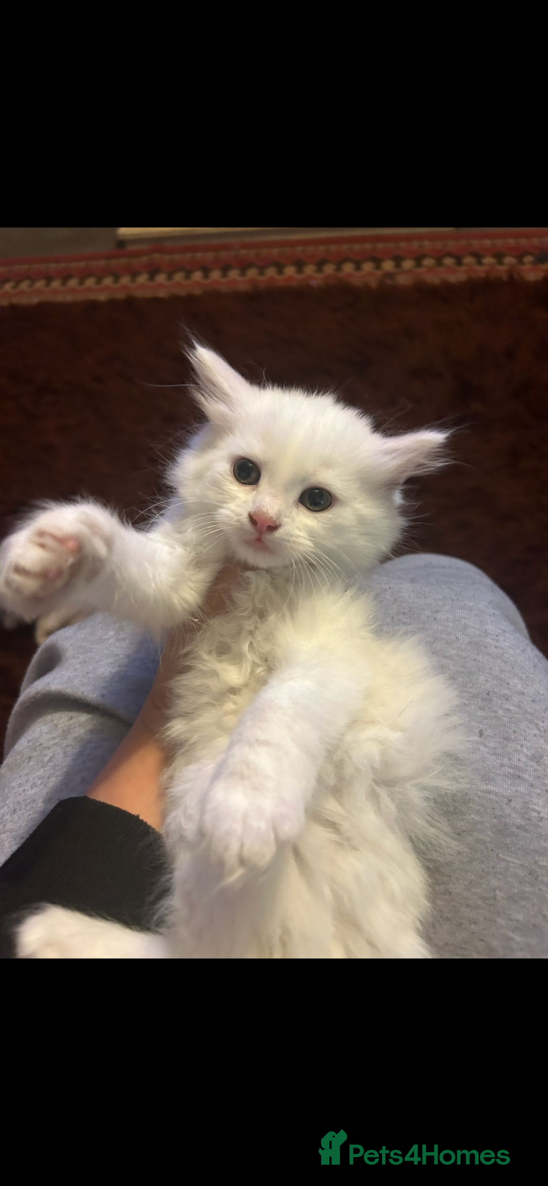Turkish Angora cats for sale: Last Turkish angora girl - Image 4