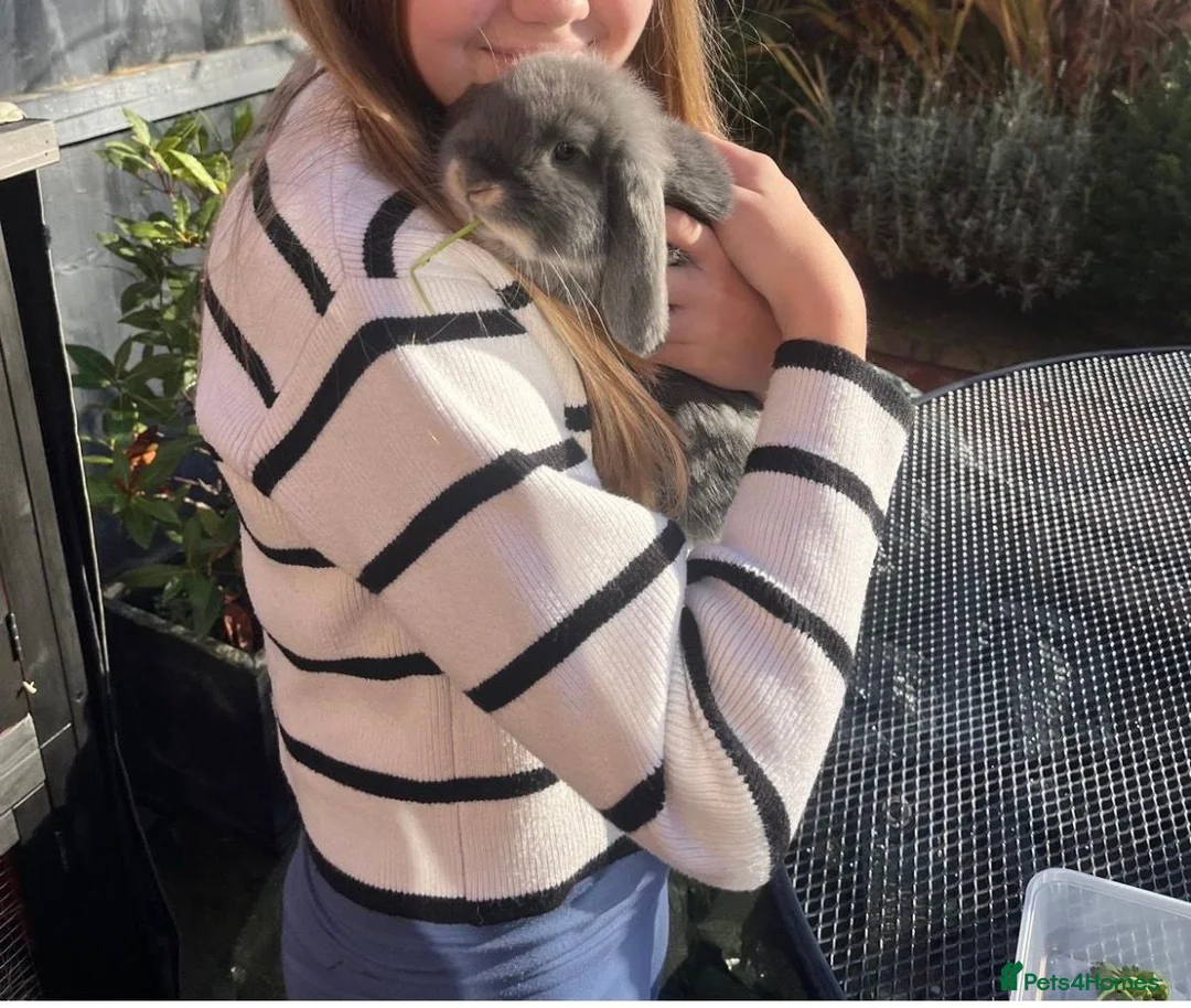 Mini Lop rabbits for sale: Beautiful Bonded Mini Lop Sisters – 1 Year Old in Macclesfield - Advert 2