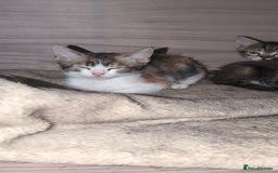 Mixed Breed cats for sale: Gorgeous kittens ready for new homes - Image 2