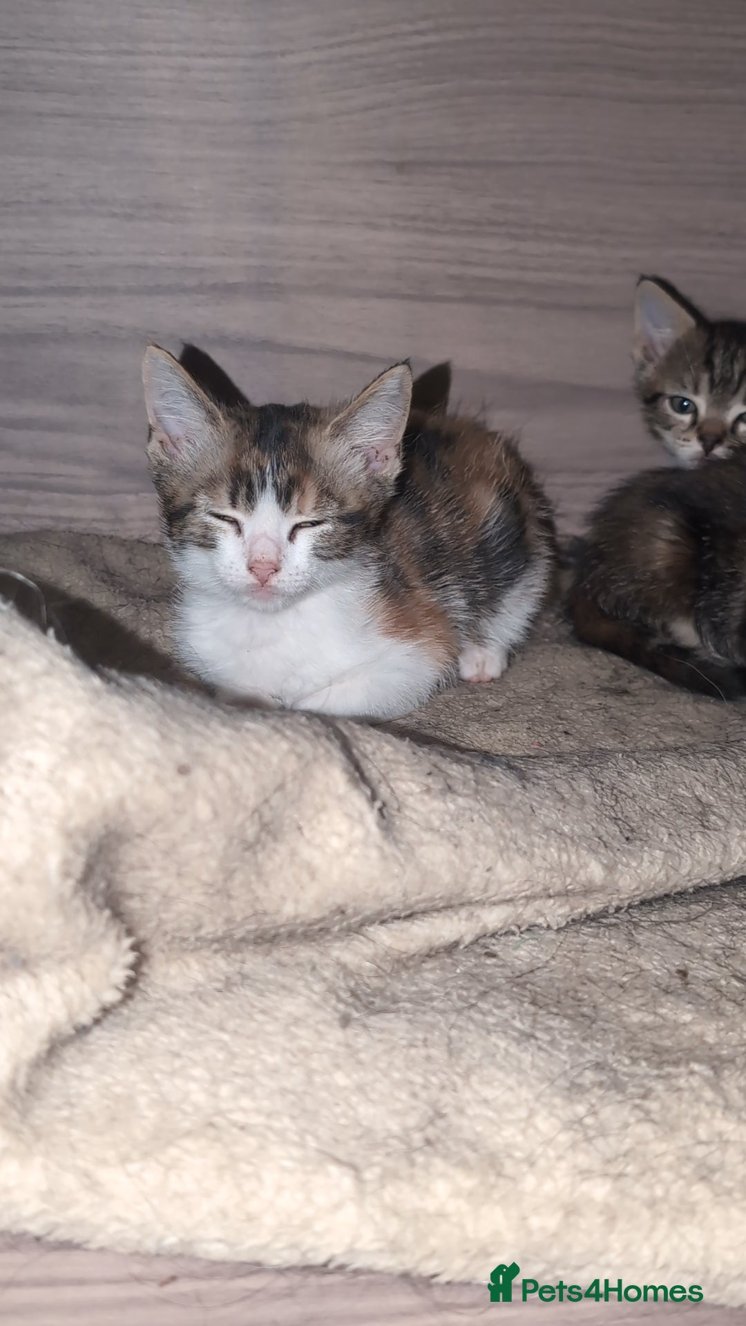 Mixed Breed cats for sale: Gorgeous kittens ready for new homes - Image 2