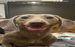 Dachshund dogs for sale: Slinky - Image 1