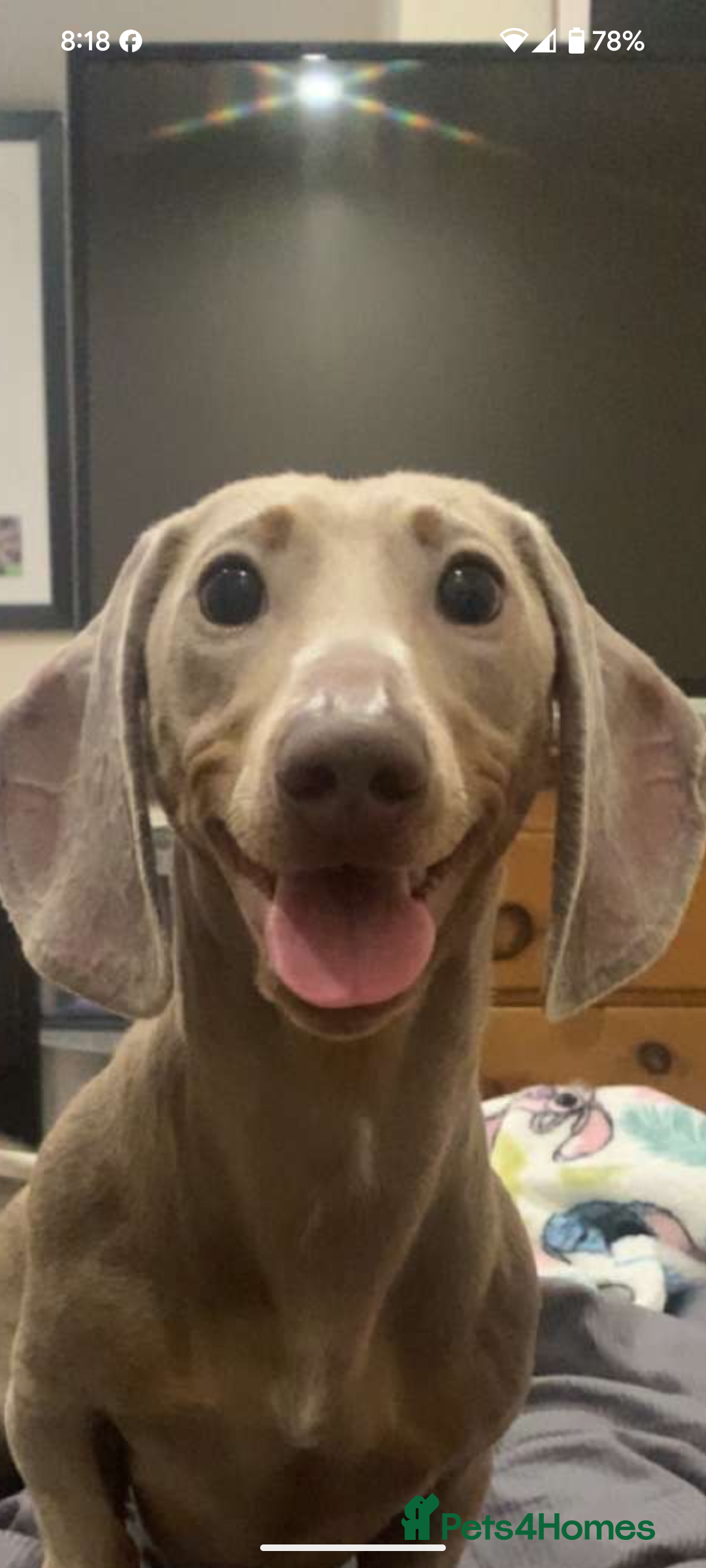 Dachshund dogs for sale: Slinky - Image 1
