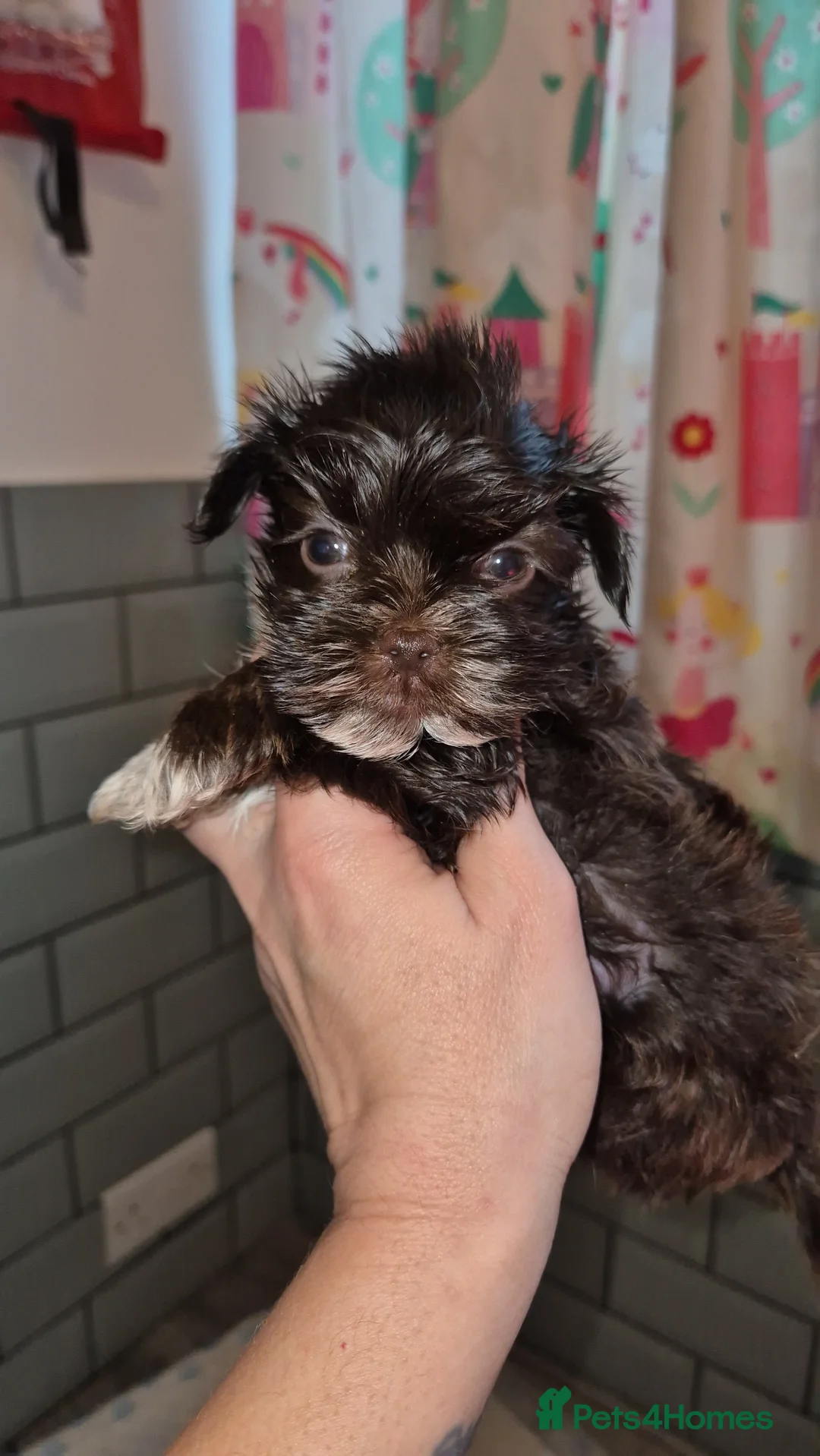 Yorkshire Terrier dogs for sale: REDUCED LAST 2 BOYS  - Advert 2