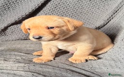 Labrador Retriever dogs for sale: Labrador Love Nuggets - 7 left - Image 6