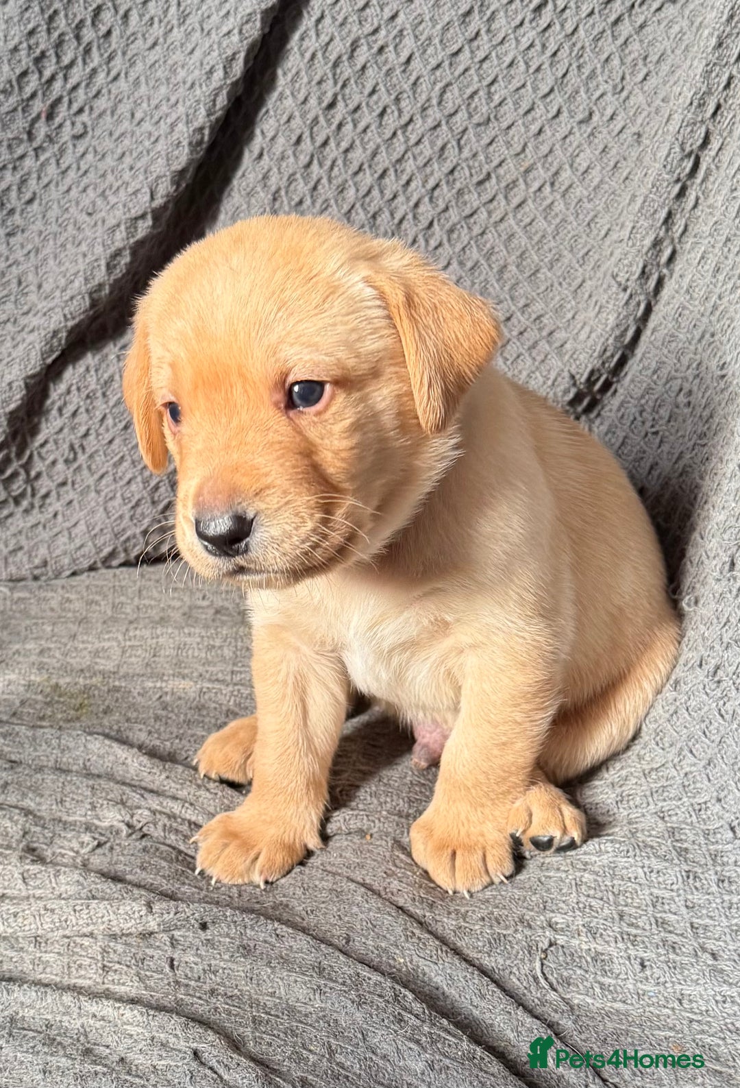 Labrador Retriever dogs for sale: Labrador Love Nuggets - 7 left - Image 6