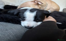 Mixed Breed dogs for sale: Male staffy x border collie puppy - Image 1