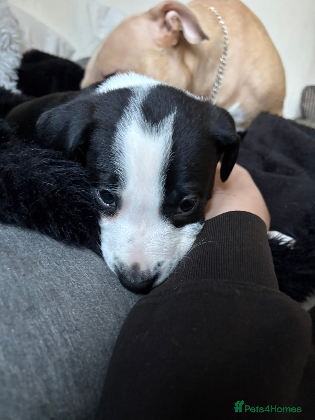 Mixed Breed dogs for sale: Male staffy x border collie puppy - Image 1