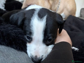 Mixed Breed dogs - Advert 1