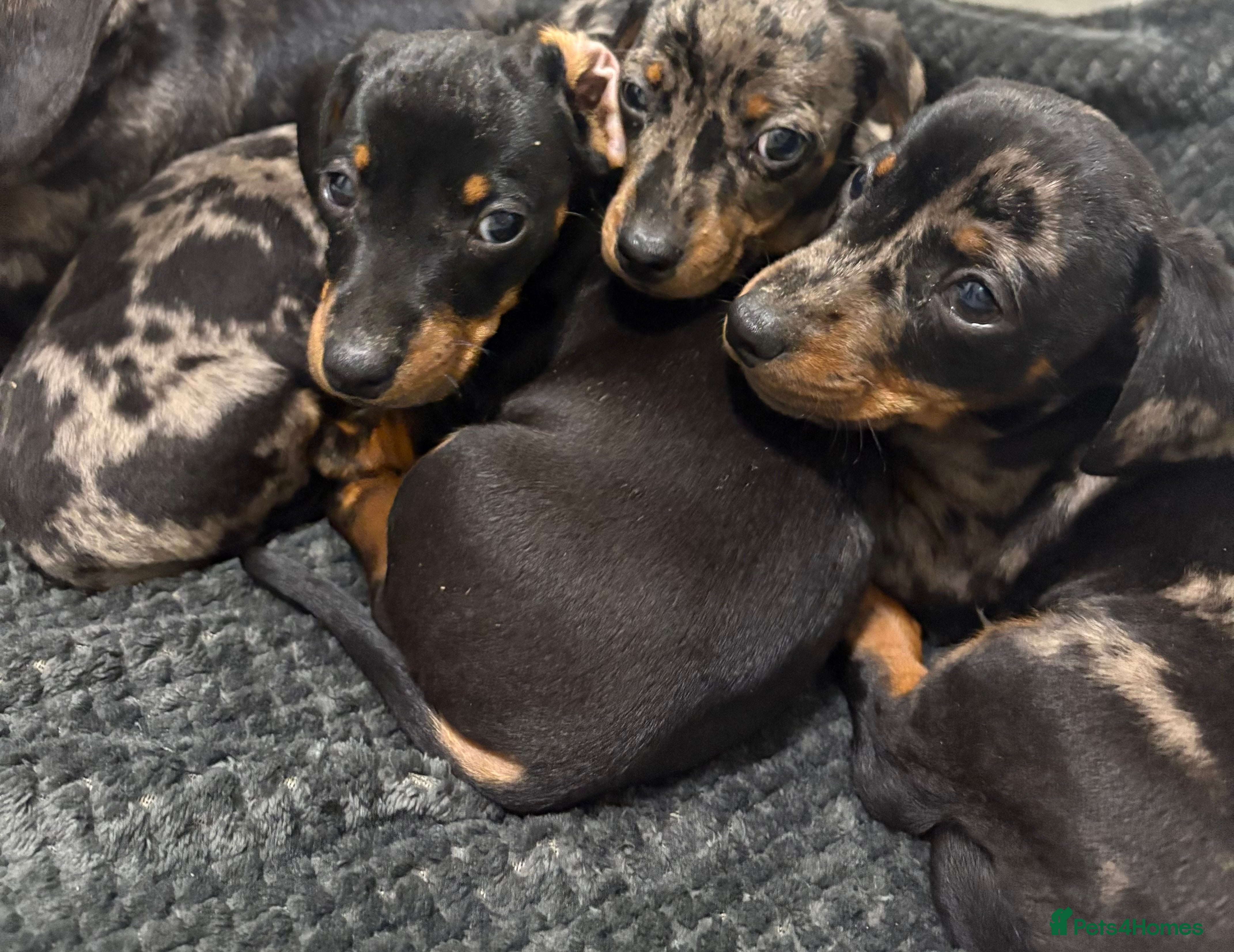 Miniature Dachshund dogs Miniature dachshunds 🐾 Ready to leave 🩷🩵 - Advert 1
