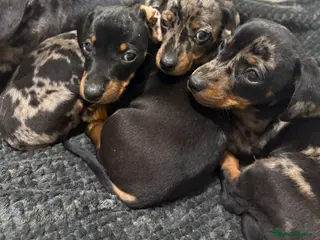 Miniature Dachshund dogs Miniature dachshunds 🐾 Ready to leave 🩷🩵 - Advert 1