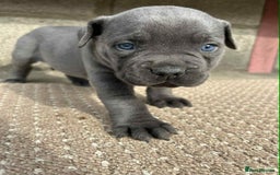 Cane Corso dogs for sale: Cane corso pups - Image 7