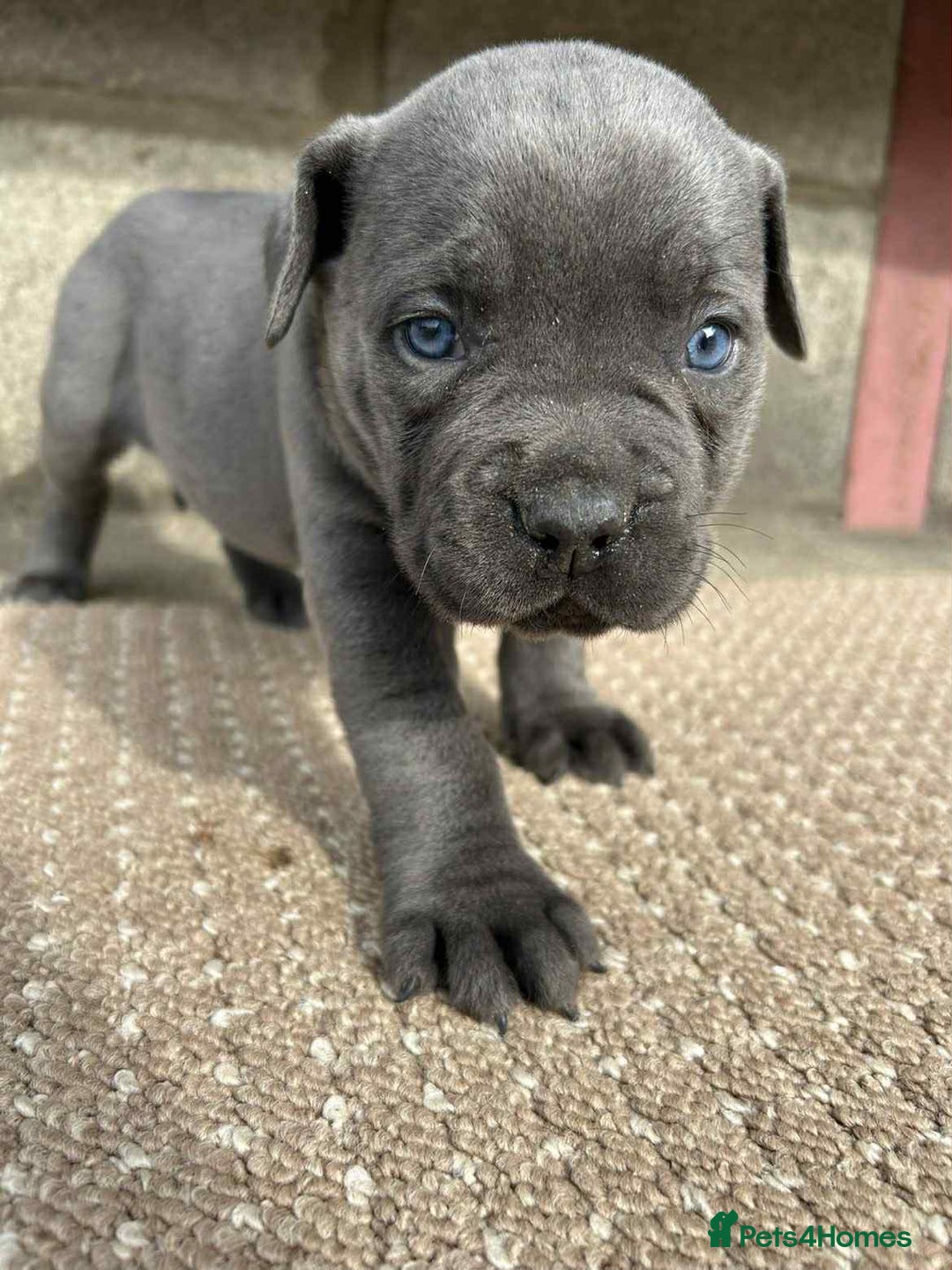 Cane Corso dogs for sale: Cane corso pups - Image 7