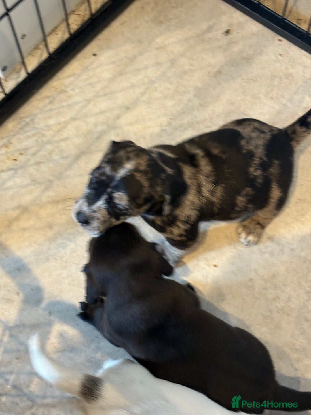 Mixed Breed dogs for sale: Cocker jacks for sale  - Image 3