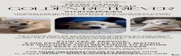 Golden Retriever dogs for stud: XL Old English Cream Golden Retriever STUD - Advert 4